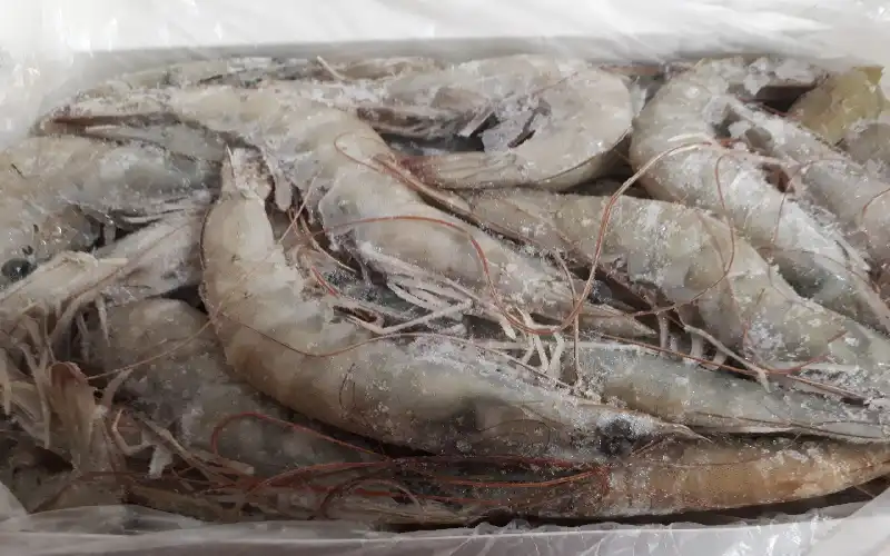 Frozen Shrimps for sale