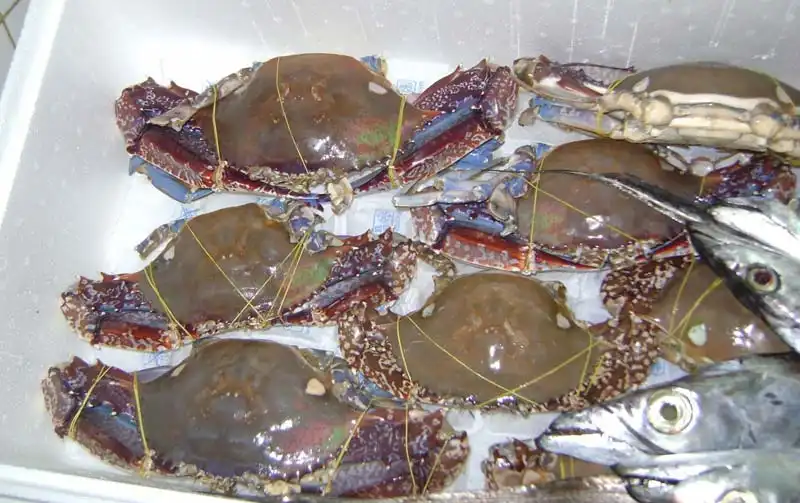 frozen crabs for sale